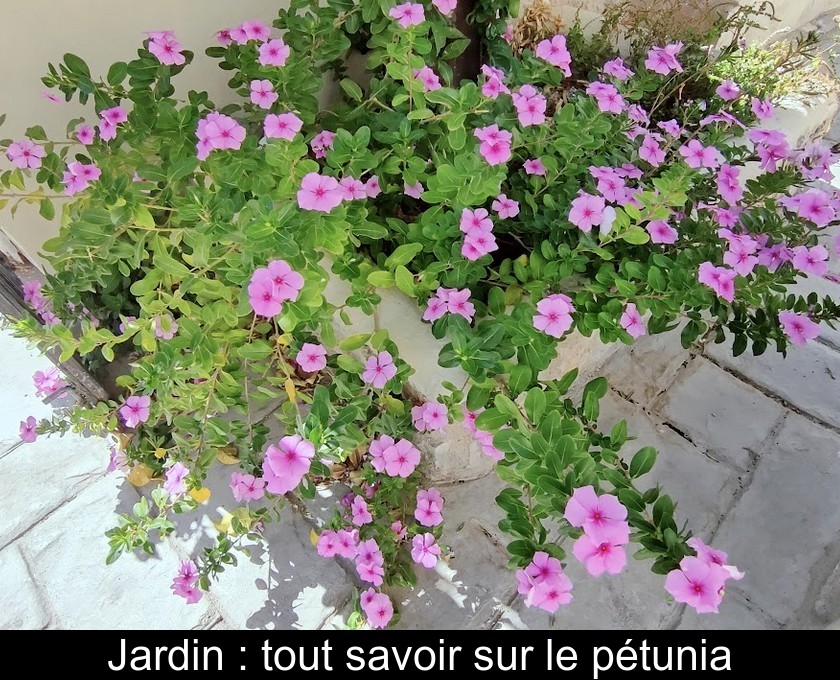 Le pétunia : une fleur haute en couleurs