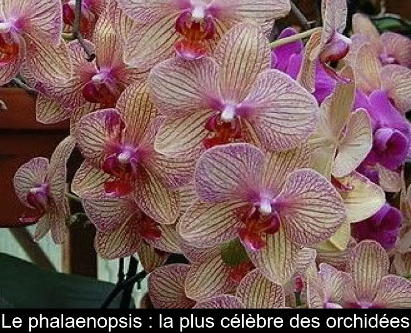 Le phalaenopsis : la plus célèbre des orchidées