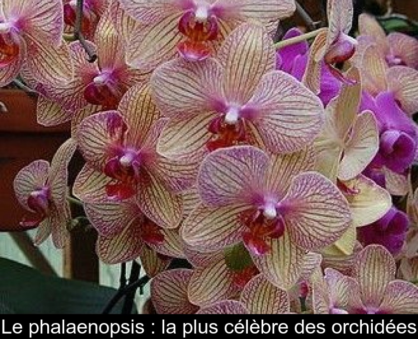 Le phalaenopsis : la plus célèbre des orchidées Le phalaenopsis : la plus célèbre des orchidées