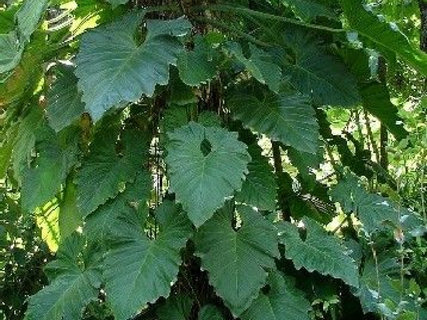 Le philodendron : une plante d'intérieur dépolluante Le philodendron : une plante d'intérieur dépolluante