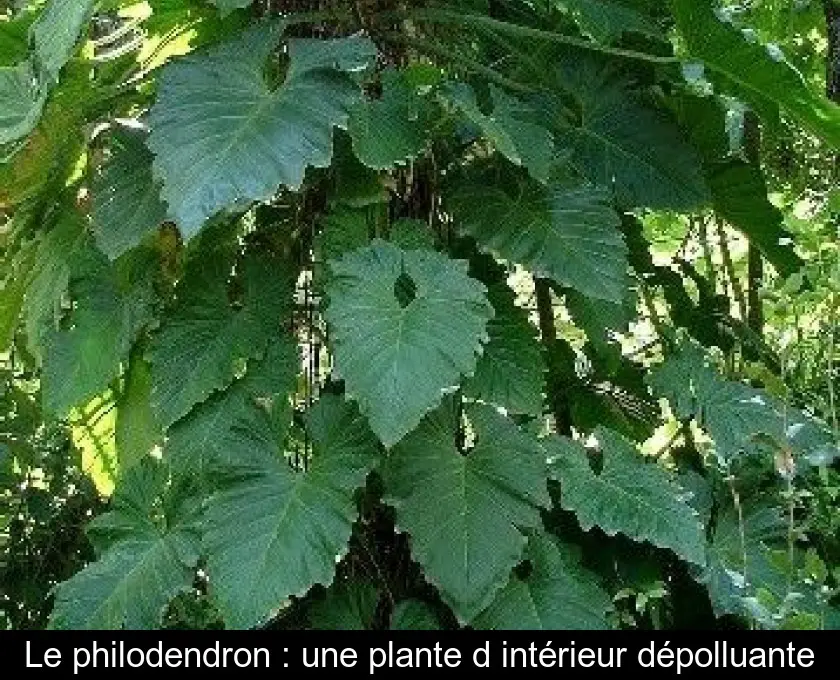 Le philodendron : une plante d'intérieur dépolluante