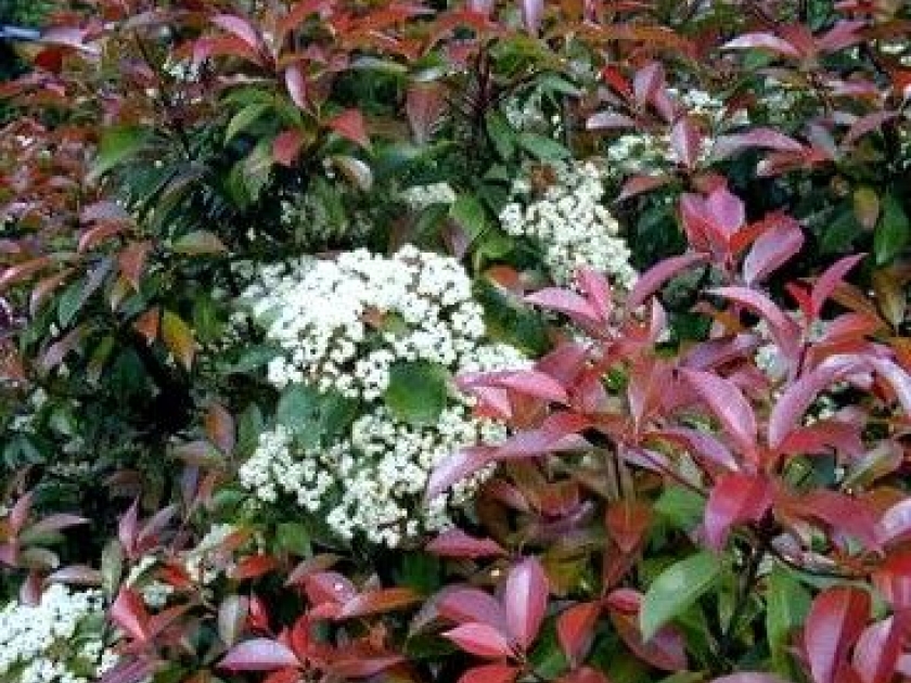 Le photinia : une belle haie persistante Le photinia : une belle haie persistante