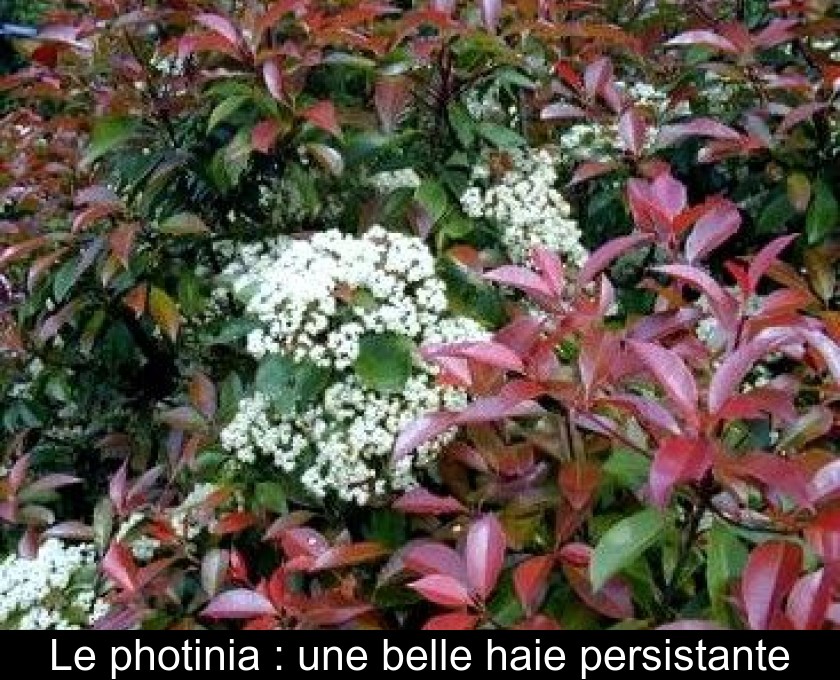 Le photinia : une belle haie persistante