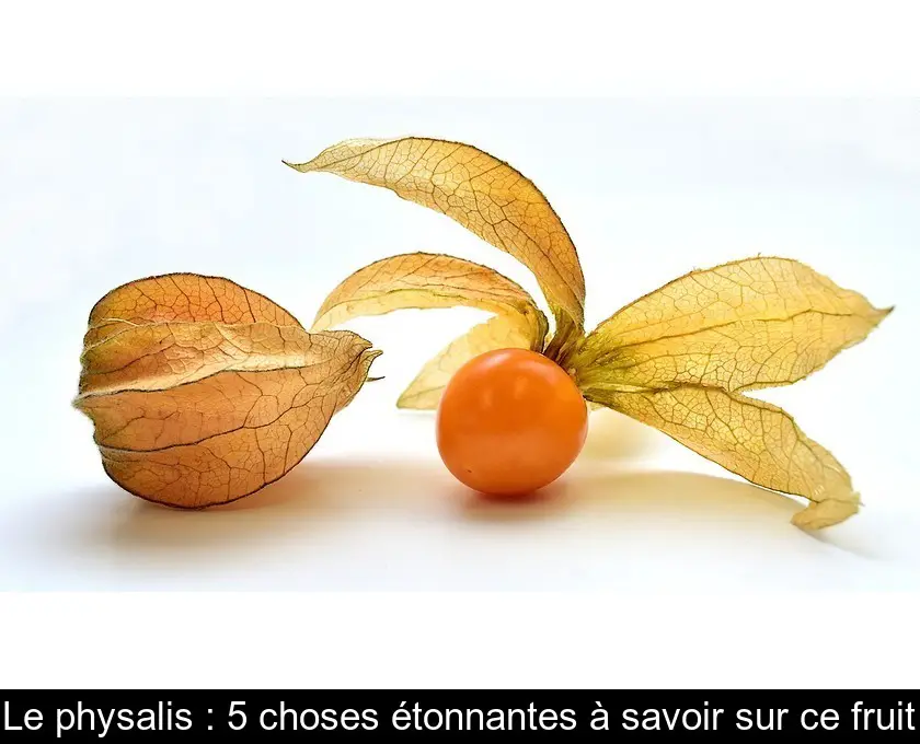 Le physalis : 5 choses étonnantes à savoir sur ce fruit