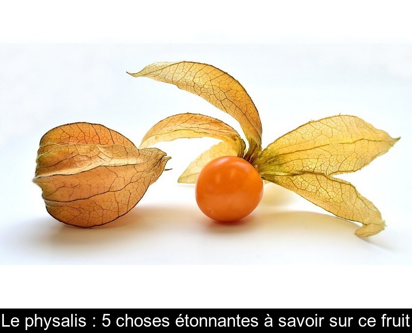 Le physalis : 5 choses étonnantes à savoir sur ce fruit Le physalis : 5 choses étonnantes à savoir sur ce fruit