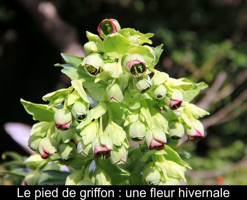 Le pied de griffon : une fleur hivernale