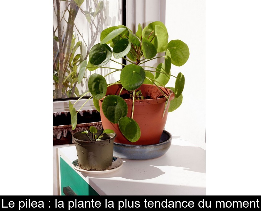 Le pilea : la plante la plus tendance du moment Le pilea : la plante la plus tendance du moment