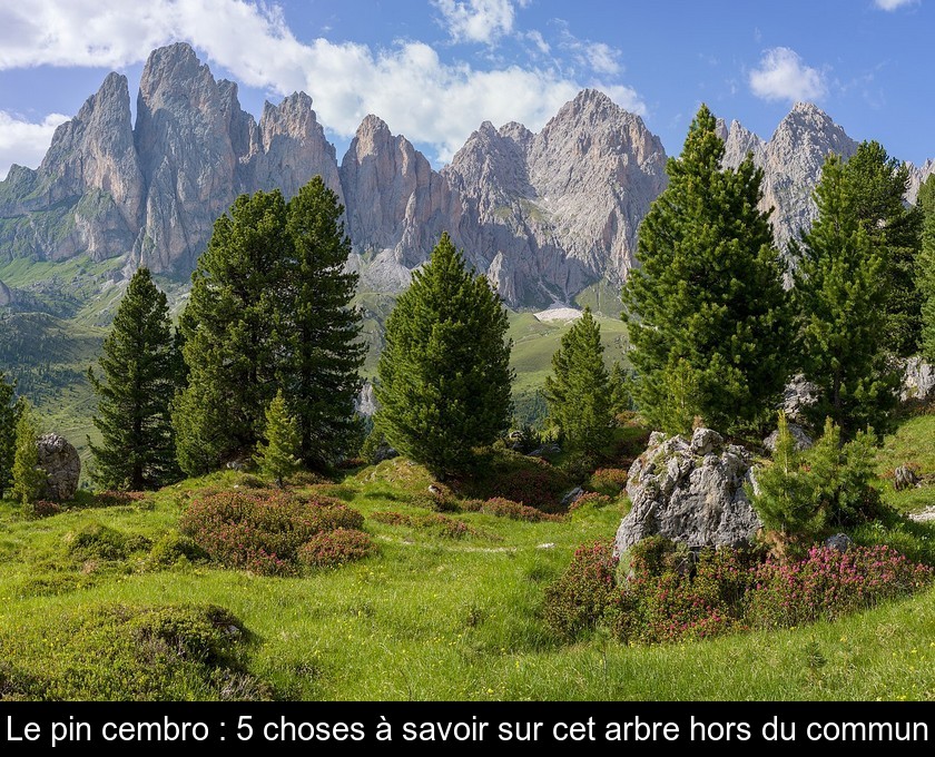 Le pin cembro : 5 choses à savoir sur cet arbre hors du commun