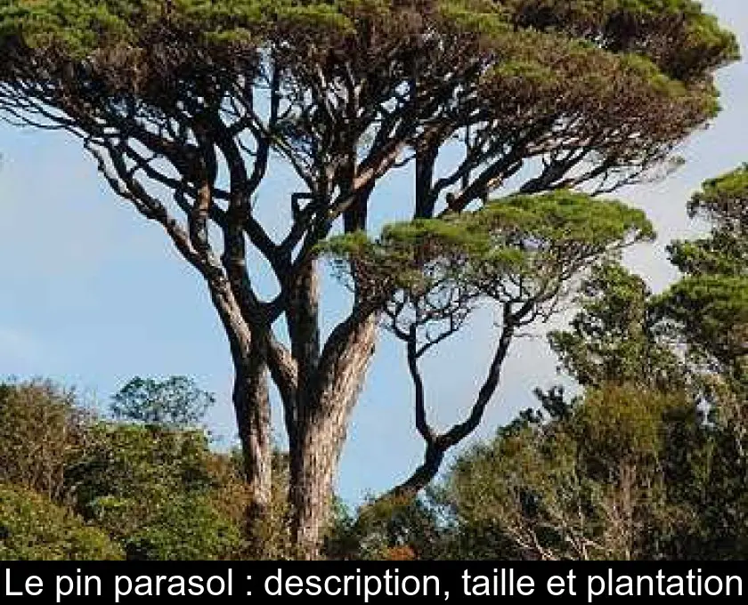 Le pin parasol : description, taille et plantation