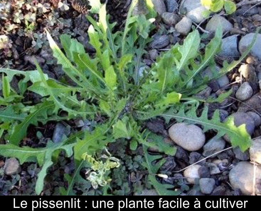 Le pissenlit : une plante facile à cultiver Le pissenlit : une plante facile à cultiver