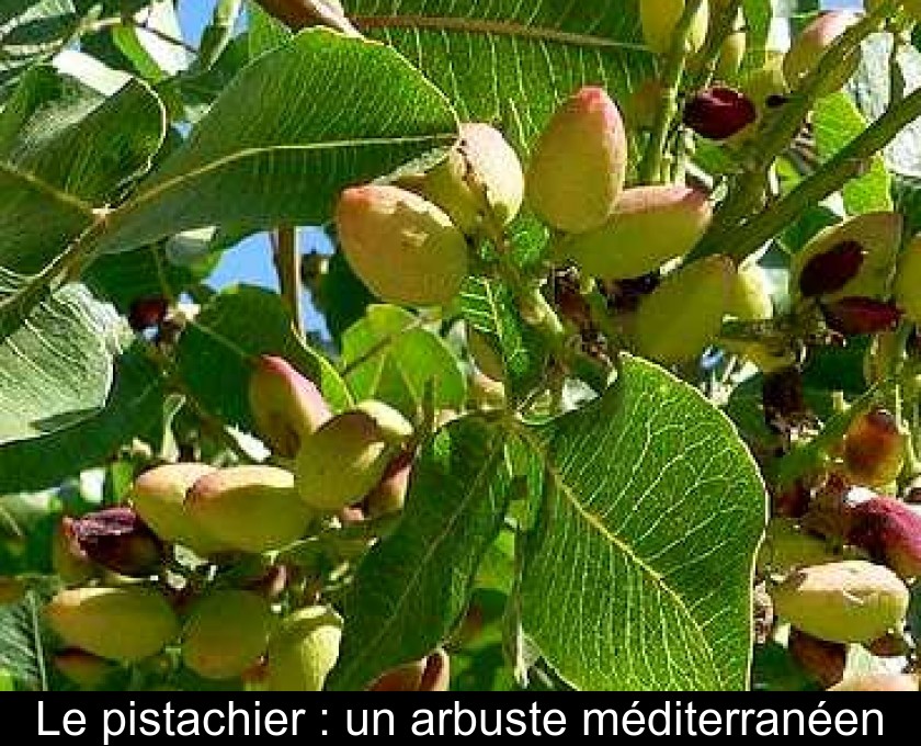 Le pistachier : un arbuste méditerranéen Le pistachier : un arbuste méditerranéen