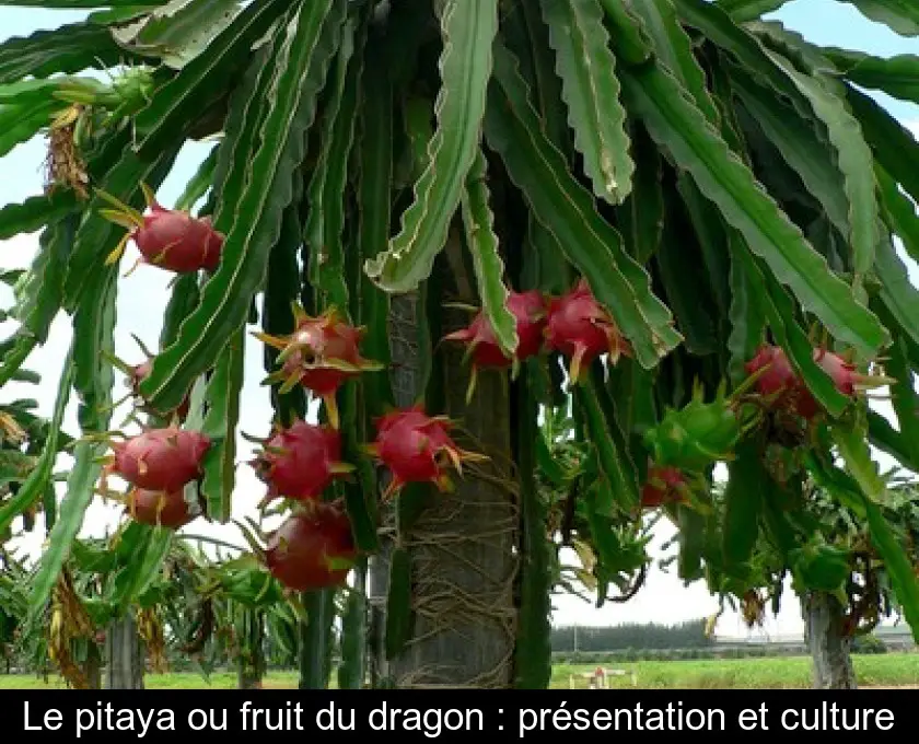 Le pitaya ou fruit du dragon : présentation et culture