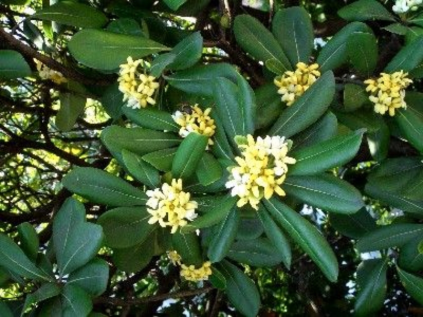 Le pittosporum : un arbuste parfumé au jardin Le pittosporum : un arbuste parfumé au jardin