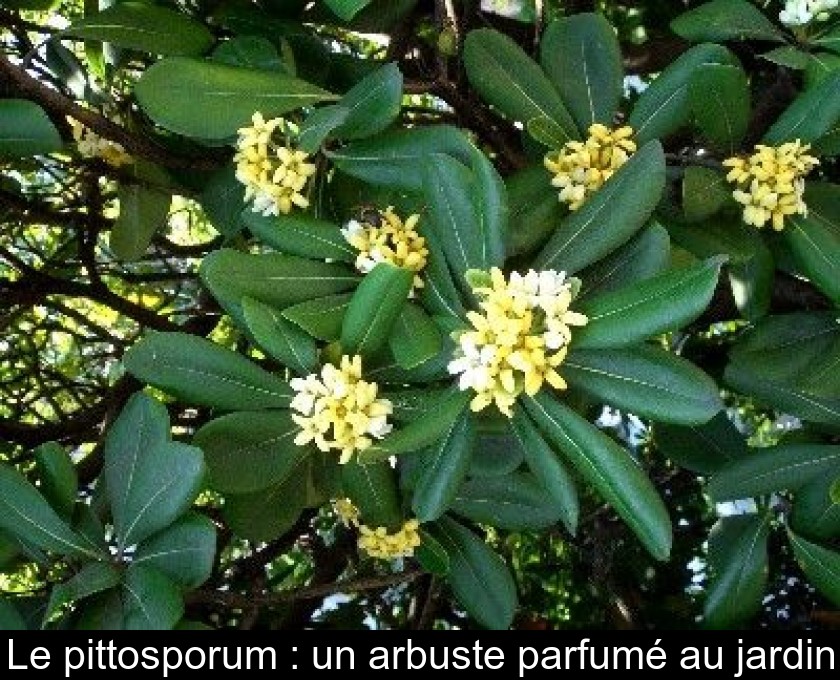 Le pittosporum : un arbuste parfumé au jardin Le pittosporum : un arbuste parfumé au jardin