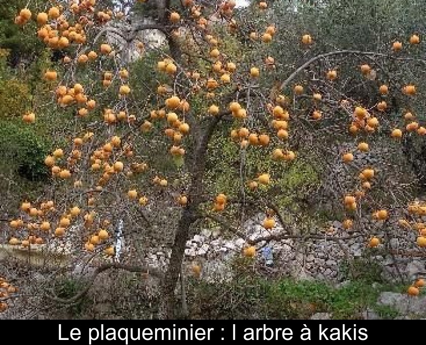 Le plaqueminier : l'arbre à kakis Le plaqueminier : l'arbre à kakis