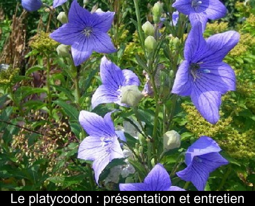 Le platycodon : présentation et entretien Le platycodon : présentation et entretien