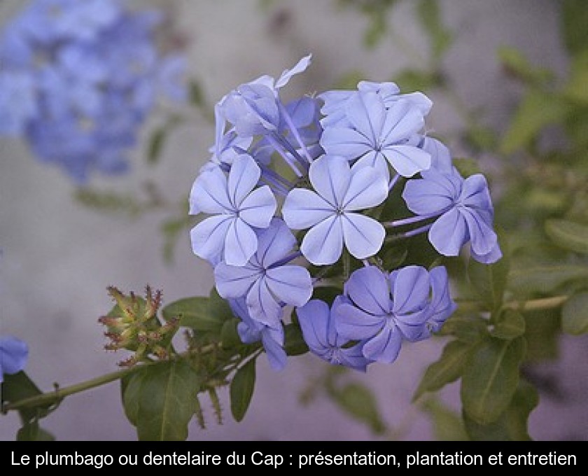 Le plumbago ou dentelaire du Cap : présentation, plantation et entretien