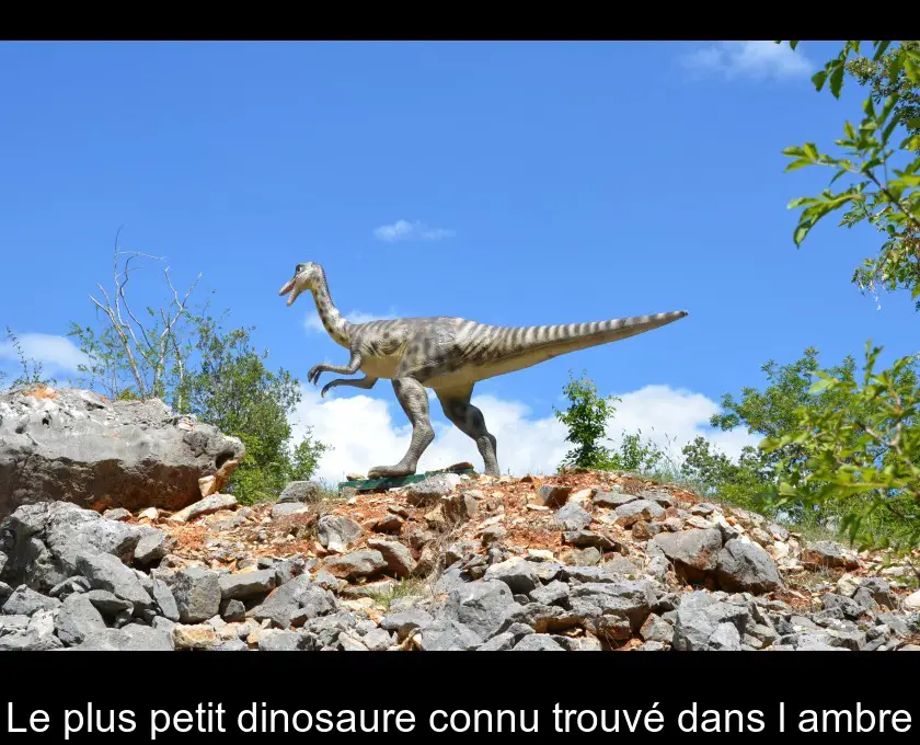 Le plus petit dinosaure connu trouvé dans l'ambre