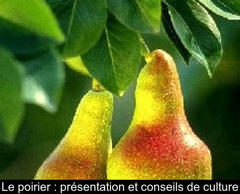 Le poirier : présentation et conseils de culture Le poirier : présentation et conseils de culture