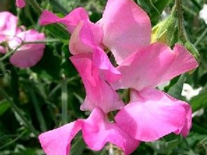 Le pois de senteur : une belle fleur parfumée Le pois de senteur : une belle fleur parfumée