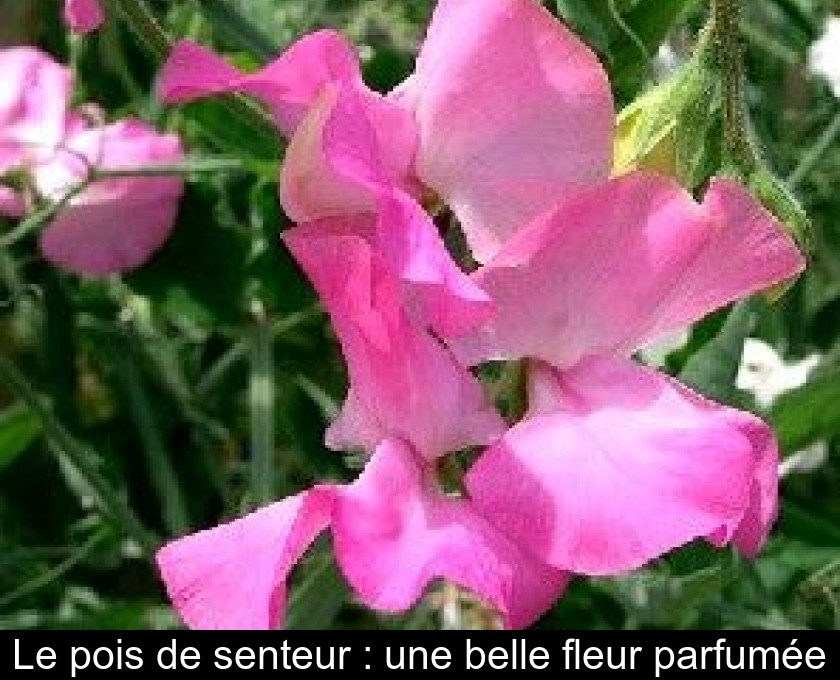 Le pois de senteur : une belle fleur parfumée