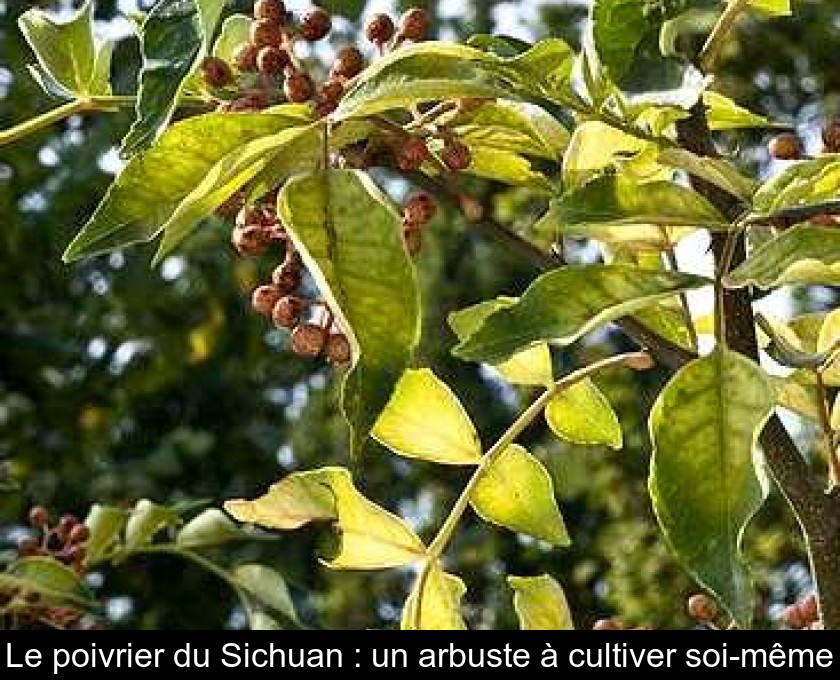 Le poivrier du Sichuan : un arbuste à cultiver soi-même Le poivrier du Sichuan : un arbuste à cultiver soi-même