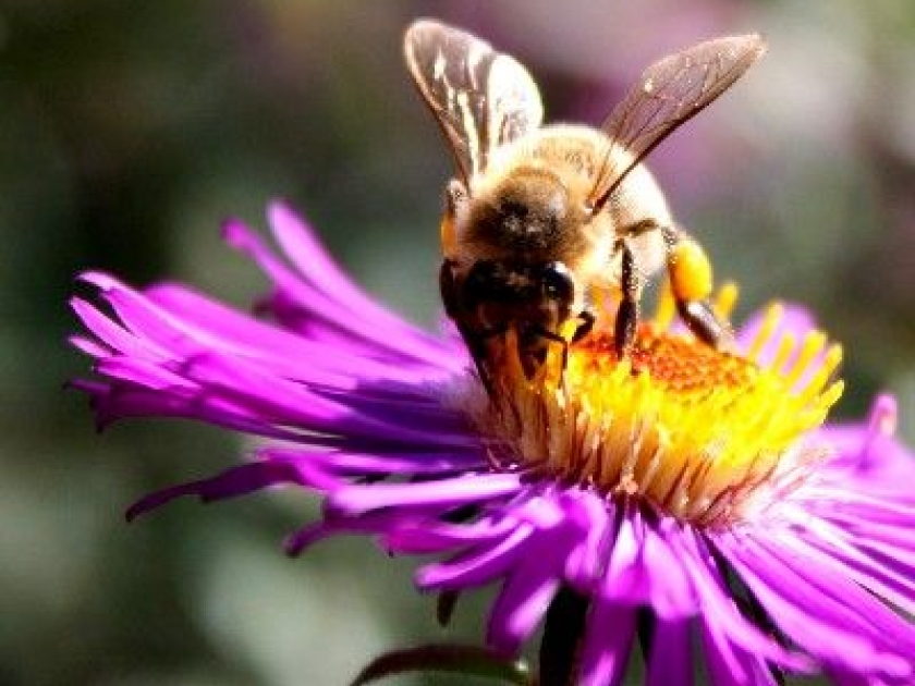 Le pollen : présentation et bienfaits Le pollen : présentation et bienfaits