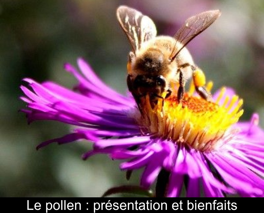 Le pollen : présentation et bienfaits Le pollen : présentation et bienfaits