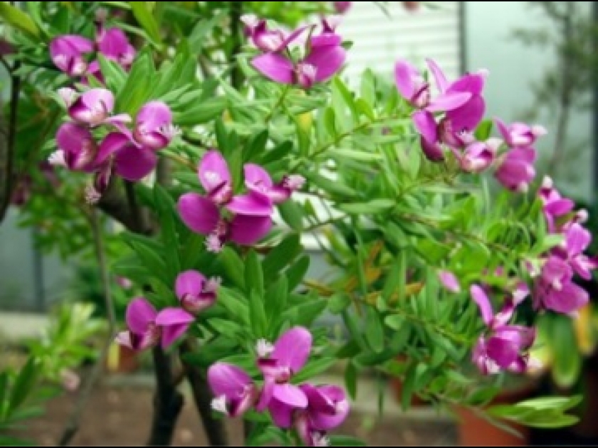 Le polygala : un bel arbuste décoratif Le polygala : un bel arbuste décoratif