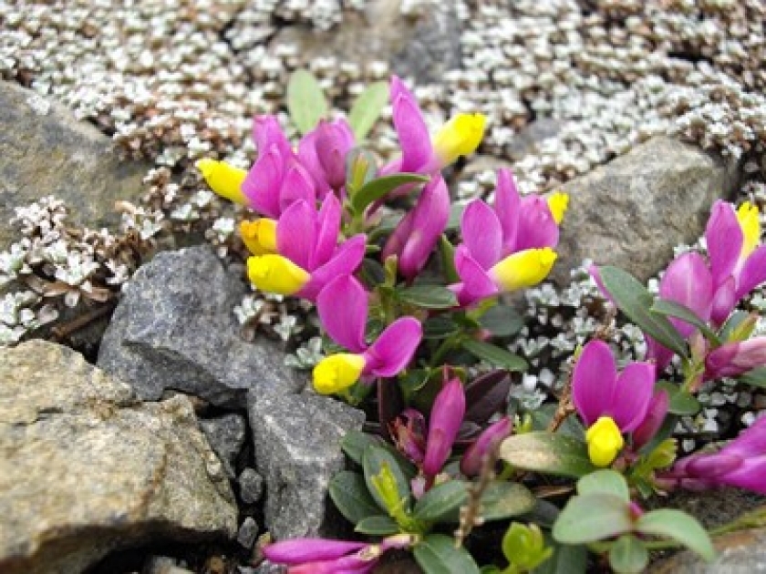 Le Polygala chamaebuxus ou faux buis : une plante décorative Le Polygala chamaebuxus ou faux buis : une plante décorative