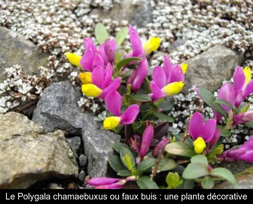 Le Polygala chamaebuxus ou faux buis : une plante décorative