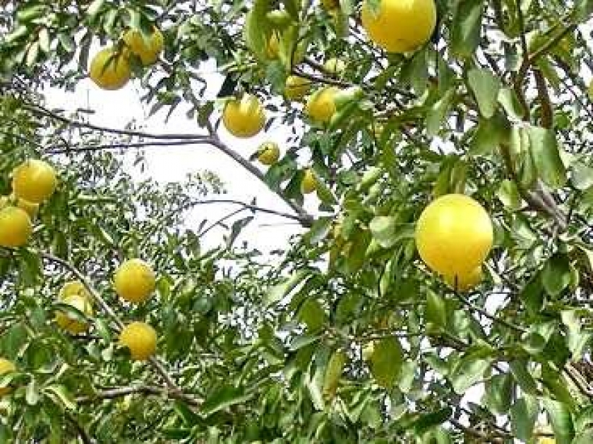 Le pomelo ou citrus paradisi : culture et entretien Le pomelo ou citrus paradisi : culture et entretien