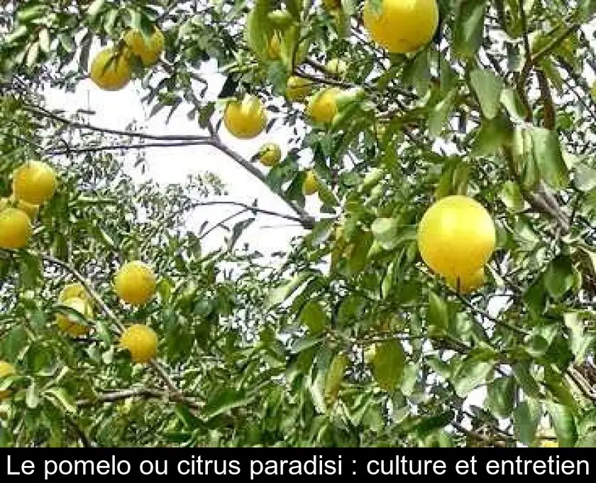 Le pomelo ou citrus paradisi : culture et entretien