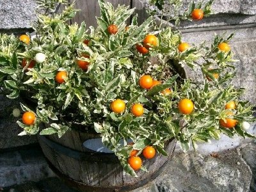 Le pommier d'amour : une jolie plante décorative Le pommier d'amour : une jolie plante décorative