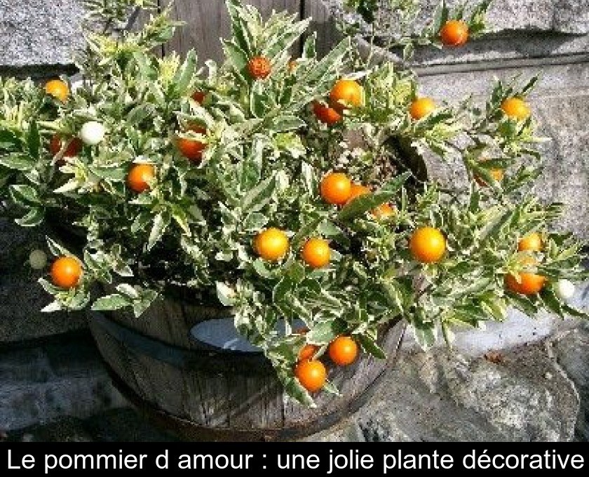 Le pommier d'amour : une jolie plante décorative Le pommier d'amour : une jolie plante décorative