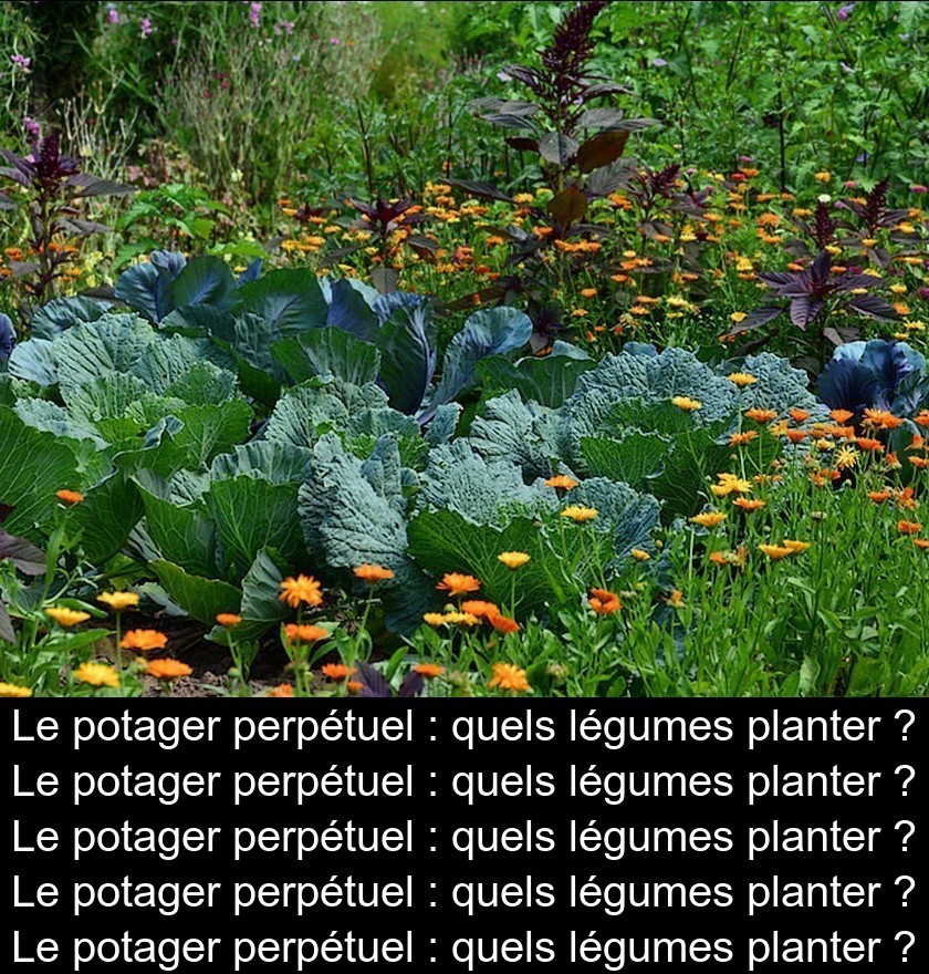Le potager perpétuel : quels légumes planter ?
