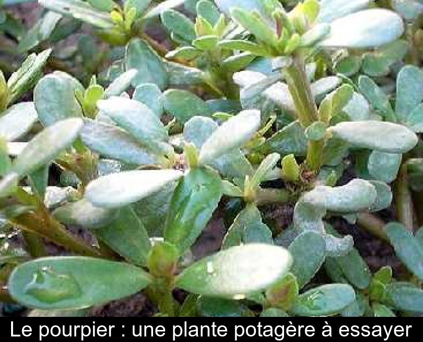 Le pourpier : une plante potagère à essayer Le pourpier : une plante potagère à essayer