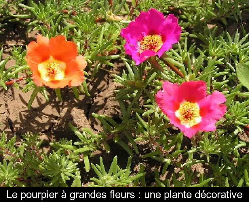 Le pourpier à grandes fleurs : une plante décorative