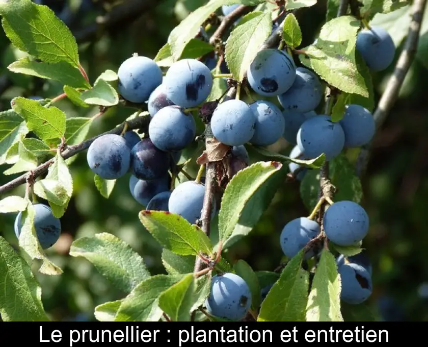 Le prunellier : plantation et entretien