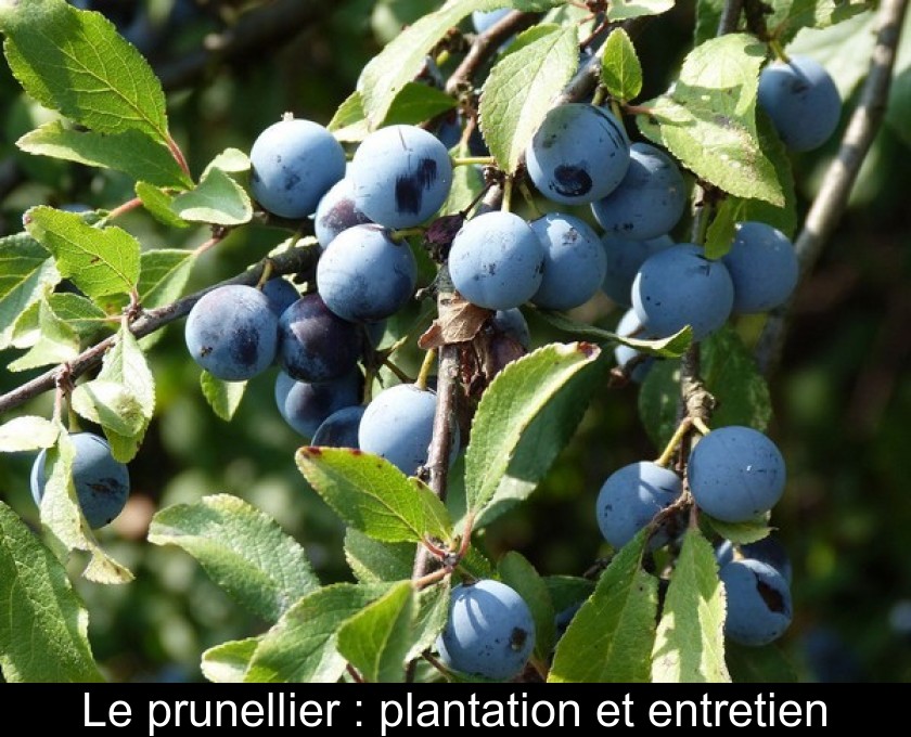 Le prunellier : plantation et entretien Le prunellier : plantation et entretien