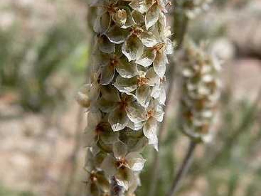 Le psyllium : une plante qui régule le transit intestinal Le psyllium : une plante qui régule le transit intestinal