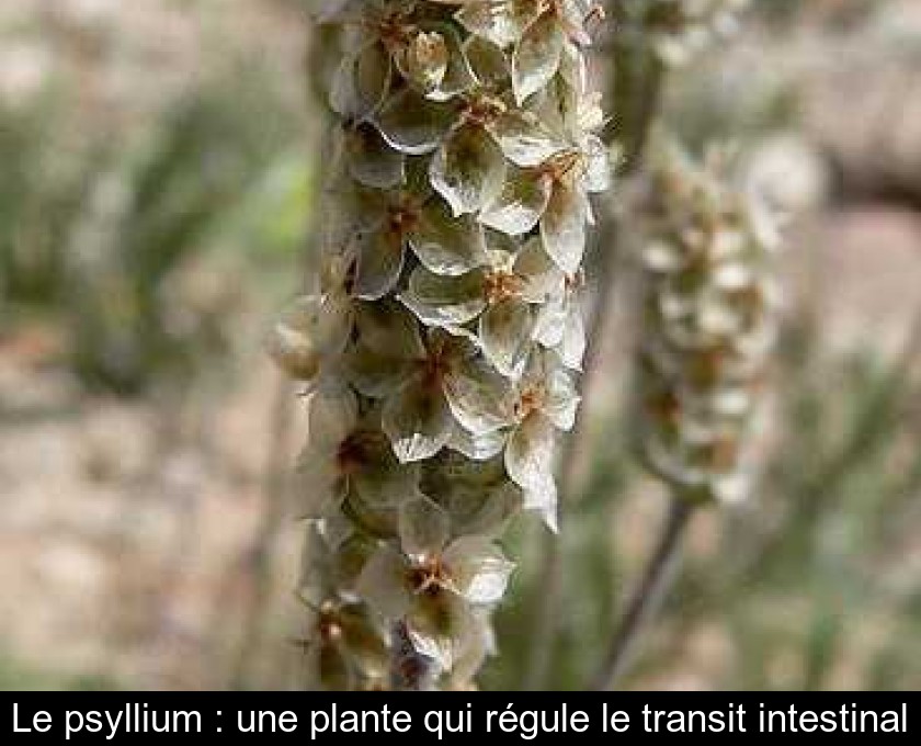 Le psyllium : une plante qui régule le transit intestinal Le psyllium : une plante qui régule le transit intestinal