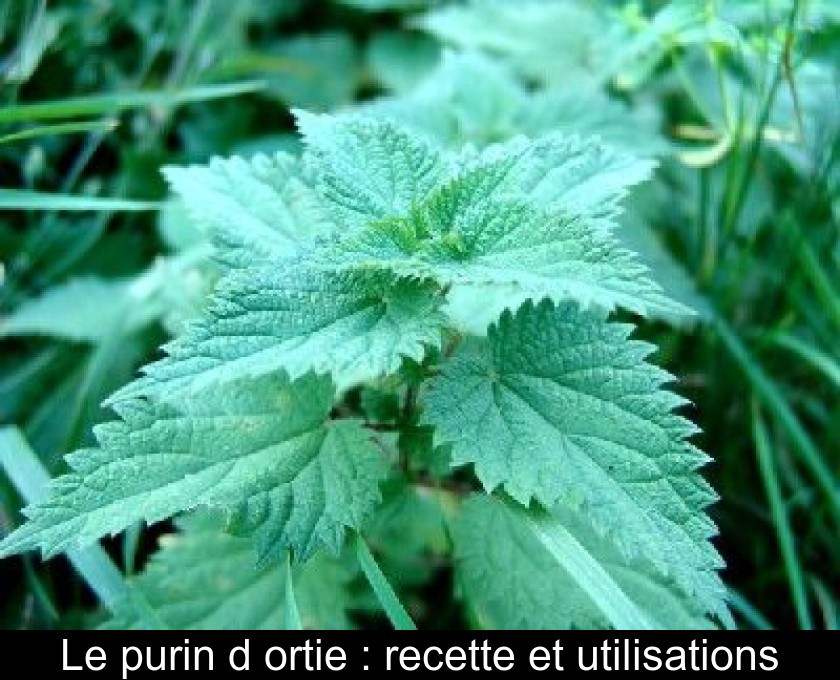 Le purin d'ortie : recette et utilisations Le purin d'ortie : recette et utilisations