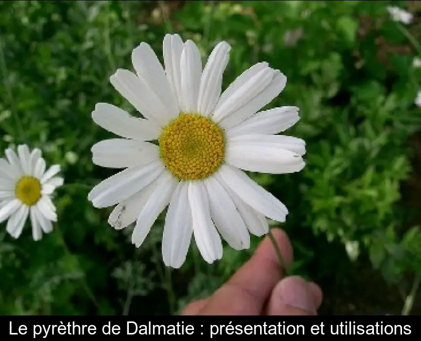 Le pyrèthre de Dalmatie : présentation et utilisations