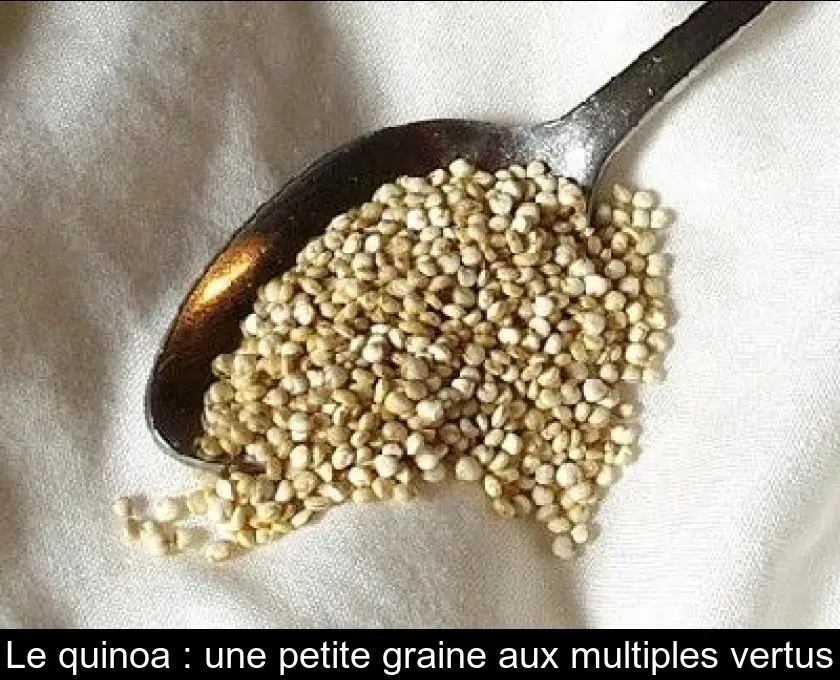 Le quinoa : une petite graine aux multiples vertus