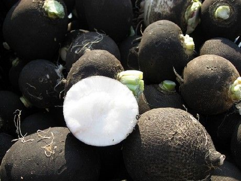 Le radis noir : un draineur efficace Le radis noir : un draineur efficace