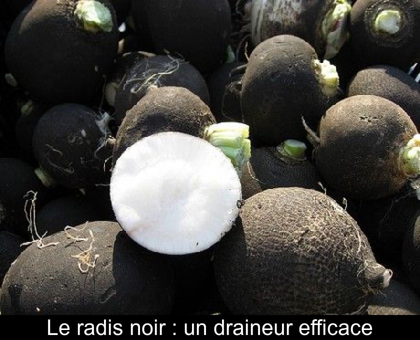 Le radis noir : un draineur efficace Le radis noir : un draineur efficace
