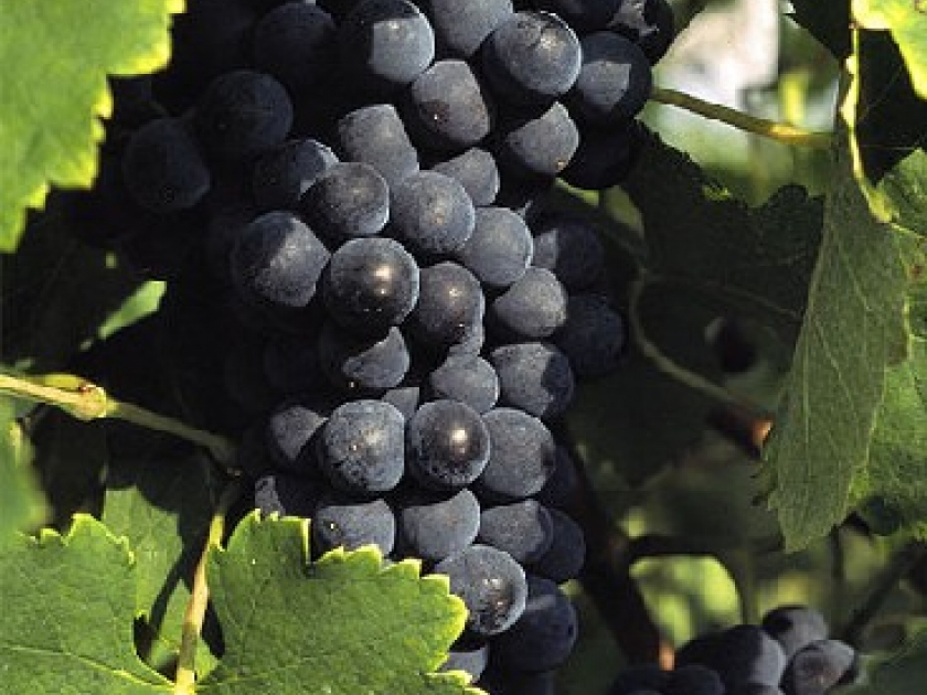 Le raisin framboise : un produit azuréen typique Le raisin framboise : un produit azuréen typique