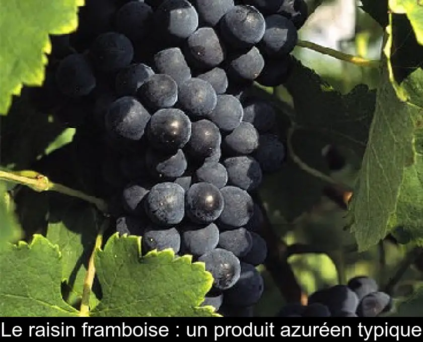 Le raisin framboise : un produit azuréen typique