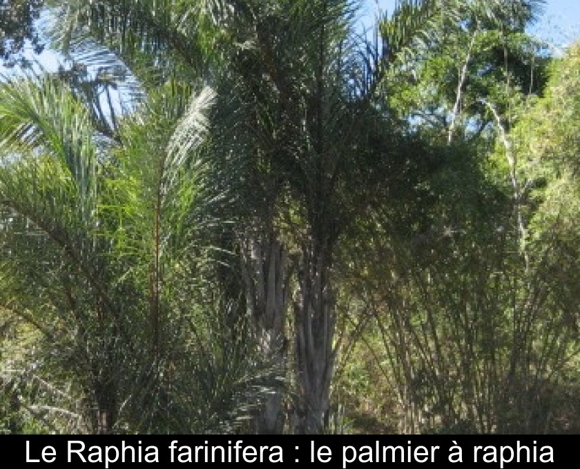 Le Raphia farinifera : le palmier à raphia Le Raphia farinifera : le palmier à raphia